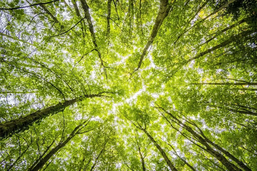 Waldbestattung Baumbestattung Erkrath